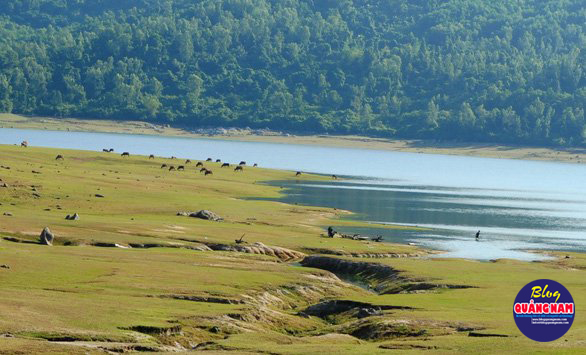 Bãi bồi, dòng nước, rừng thông đẹp như bức tranh thủy mặc - Ảnh: LÊ TRUNG